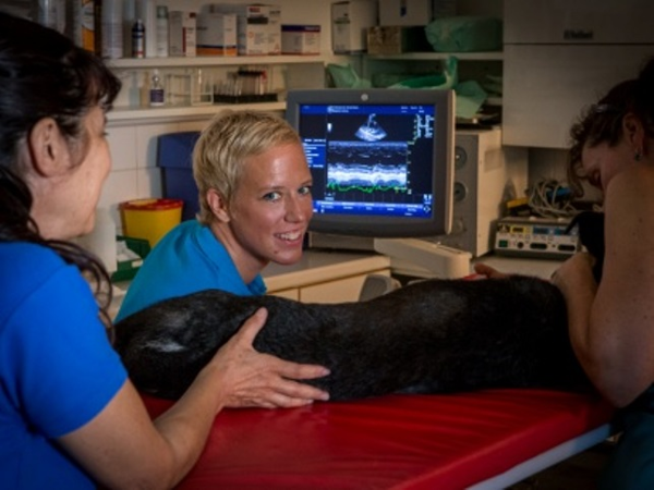 Bild 4 von TIERARZTPRAXIS Dr. Christina STROBL-BUBLA, FTA f. Chiropraktik