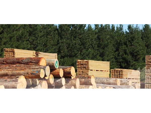 Bild 6 von Säge- und Hobelwerk Lohmühle GmbH