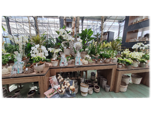 Bild 215 von Gartenbau-Blumen Helmut Friedl
