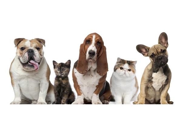Bild 4 von Dog & Cat Company Anita Althuber