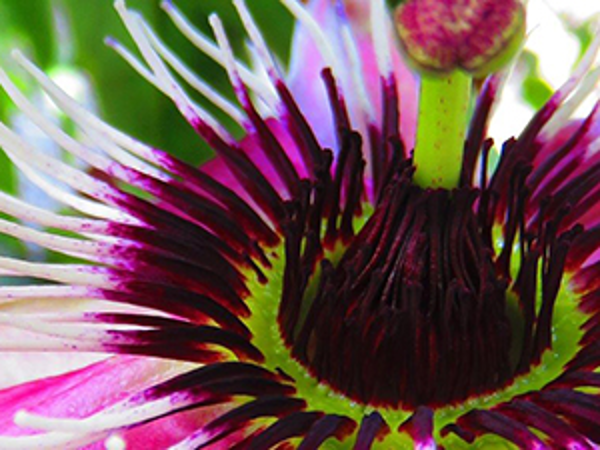 Bild 11 von Blumengeschäft Elfenschuh - Silvia Mennel