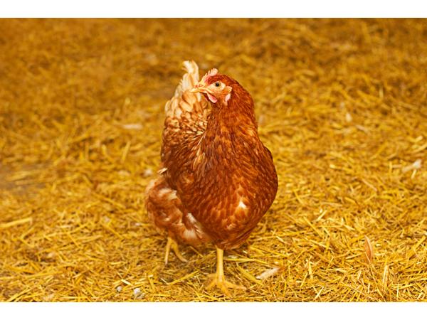 Bild 1 von Frische Eier Gausterer