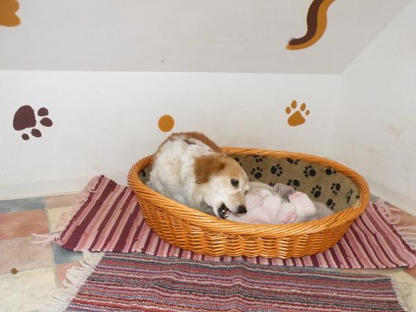 Bild 4 von Tierpension Susi & Strolch