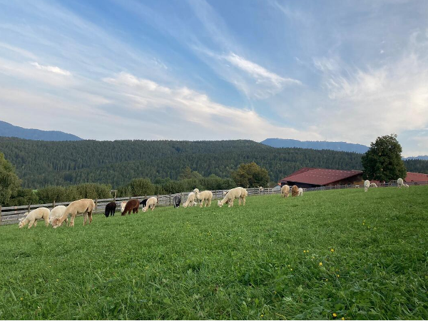 Bild 10 von Zottlerhof - Bio . Alpakas . Kräuter . Spinnräder . Auszeithof