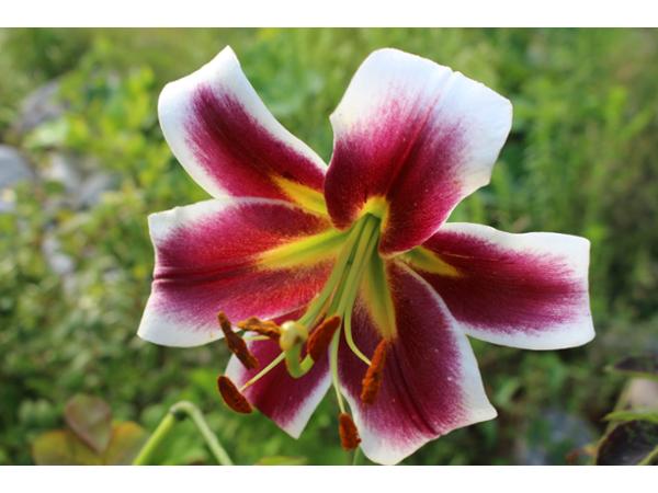 Bild 5 von GARTEN HÖDL Gartengestaltung
