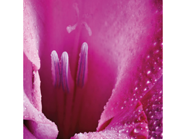 Bild 29 von Blumen Resinger