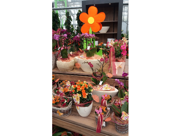 Bild 106 von Gartenbau-Blumen Helmut Friedl
