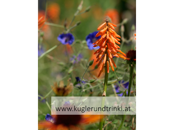 Bild 13 von kugler & trinkl