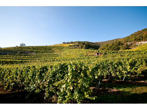 Bild 2 von Weingut Tegernseerhof