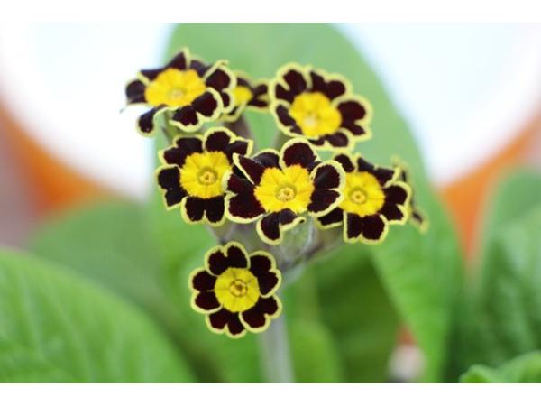 Bild 23 von Gartenbau-Blumen Helmut Friedl