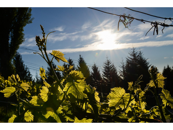 Bild 21 von Weingut & Buschenschank Pölzl