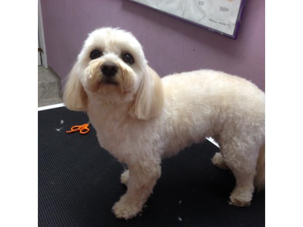 Bild 3 von Hundefriseur Andrea Oppacher in Pinzgau