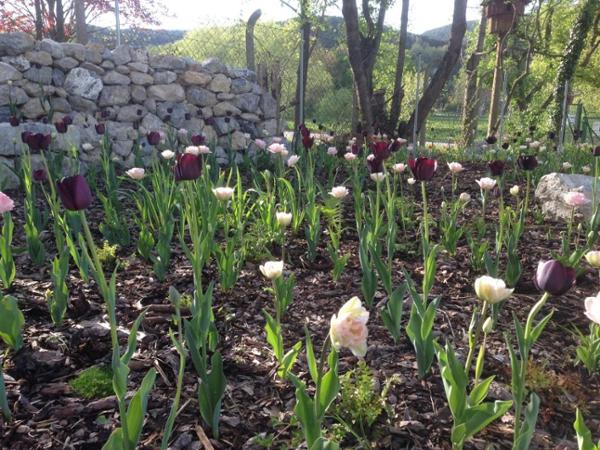 Bild 6 von SCHLAGER NaturGartenDesign e.U.