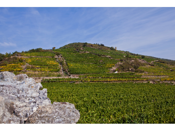 Bild 1 von Weingut Tegernseerhof