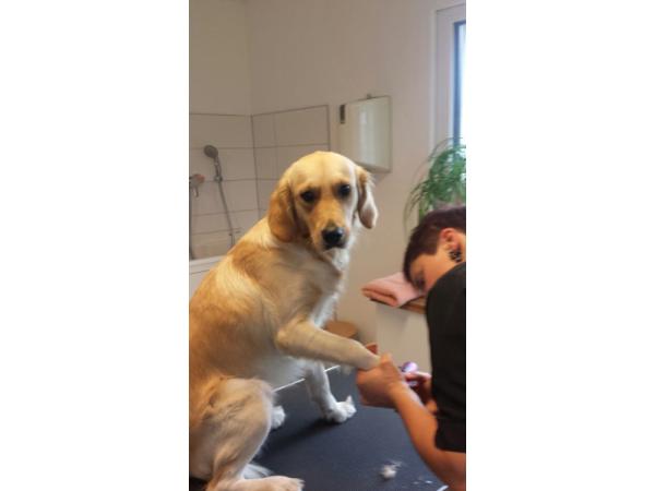 Bild 2 von Hundesalon Melanie