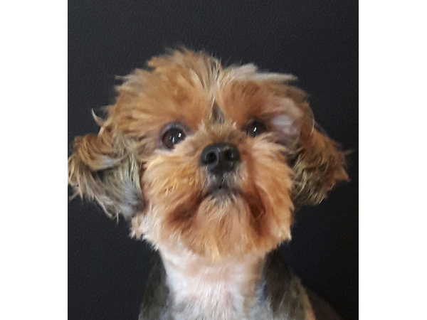 Bild 2 von Hundefriseurin Ellen Fertsch