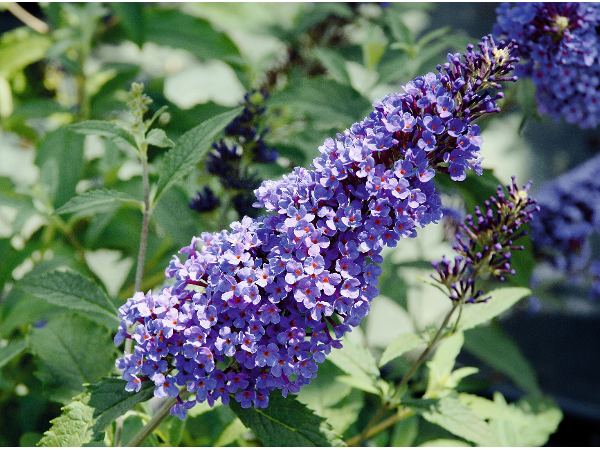 Bild 17 von Blumen und Garten Veronika Schmeikal OG