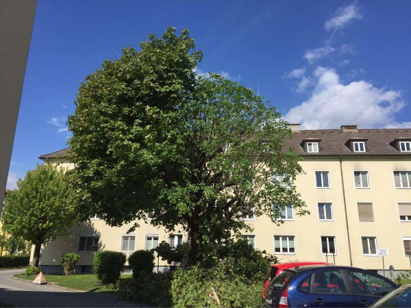 Bild 1 von Baumpflege & Gartenservice Fischer Philipp