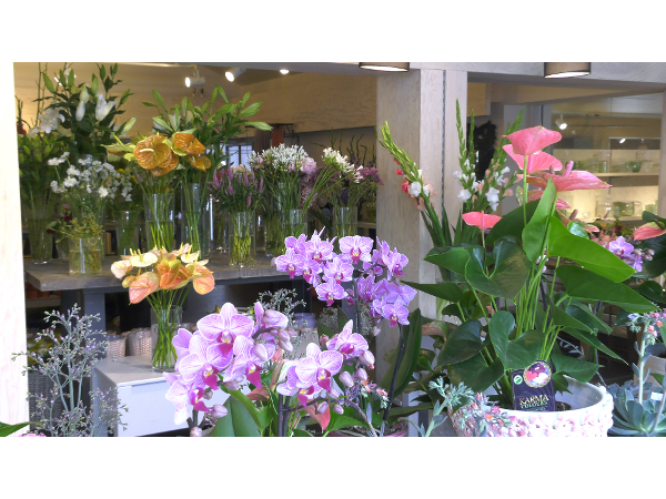 Bild 21 von Blumen Schonsky