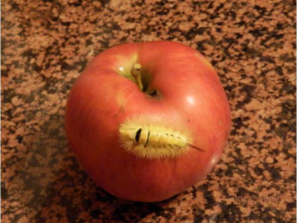 Bild 8 von Fattingerhof - Bio Obstgut