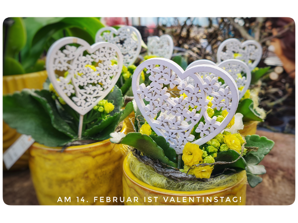 Bild 240 von Gartenbau-Blumen Helmut Friedl