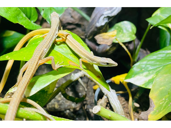 Bild 9 von Zoo Austria - Ihr Profi für Terraristik