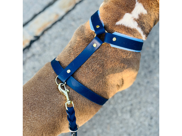 Bild 6 von Luxery Dogs