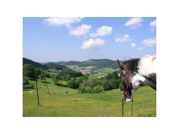 Bild 7 von Siegis Reiterhof