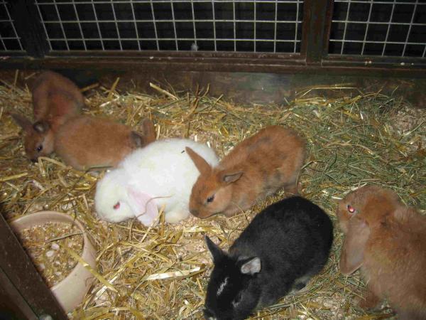 Bild 3 von Alsergrund ZOO - SAUER Inh Andreas Popper