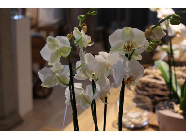 Bild 4 von WOHNSTALL - Möbeldesign für Haus und Garten - Schauraum MATAHARI GmbH