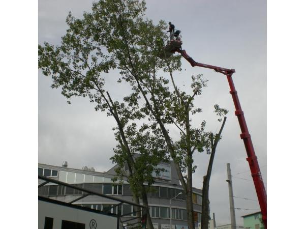 Bild 4 von Rasen Maierhold