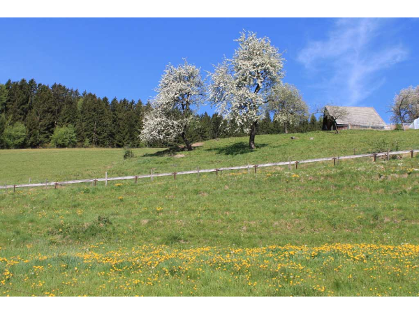 Bild 2 von Tourismusverband Joglland – Waldheimat