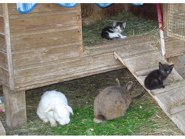 Bild 6 von Plattnerhof Fam. Steinlechner