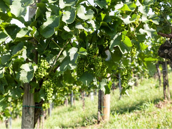 Bild 4 von Weingut MUSTER.gamlitz GmbH
