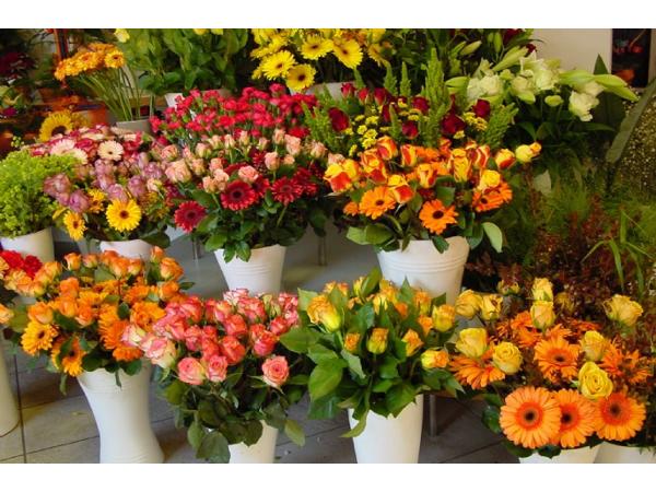 Bild 9 von Gartenbau – Blumen Robert Reißer