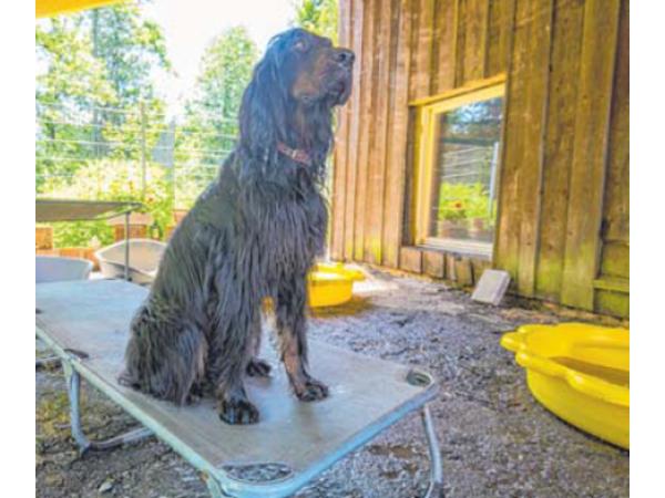 Bild 22 von Ferienhof Iris für Hunde
