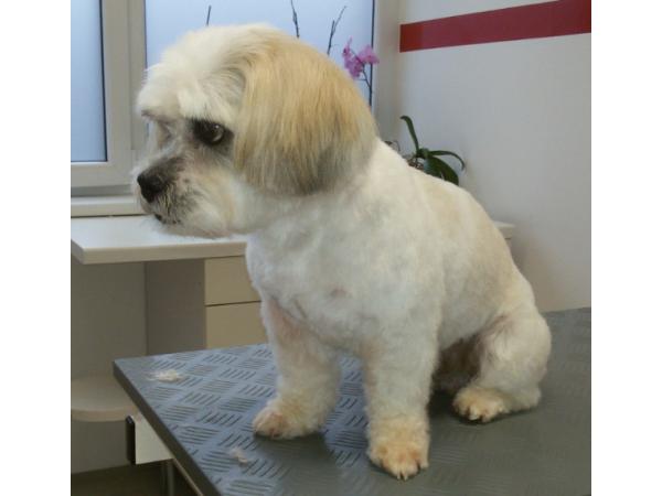 Bild 2 von SCHICK & G'SUND - Tierpflegesalon für Hunde u Katzen