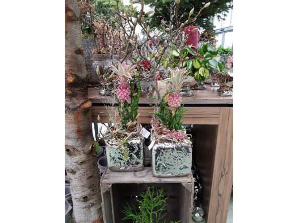 Bild 71 von Gartenbau-Blumen Helmut Friedl