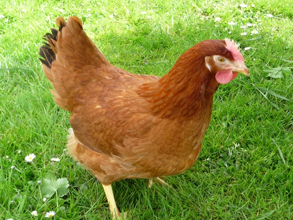 Bild 5 von Geflügelhof Hela