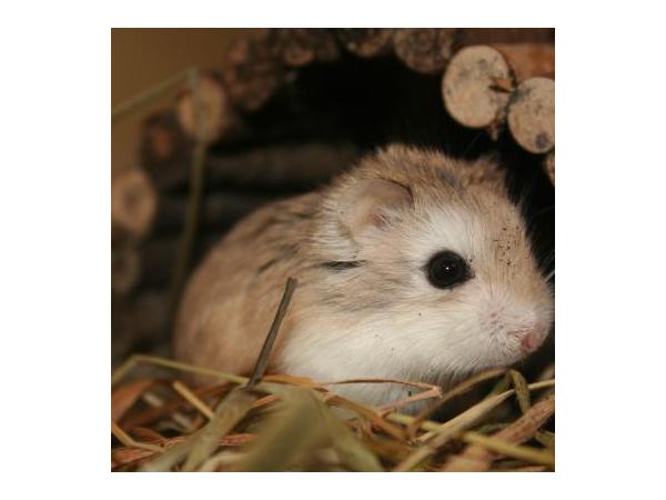 Bild 13 von Hamsterbedarf STRUPPI