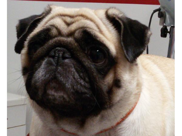 Bild 4 von SCHICK & G'SUND - Tierpflegesalon für Hunde u Katzen