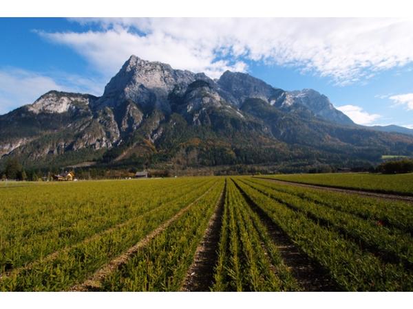 Bild 1 von Steirische Landesforstgärten Aussenstelle Salzburg