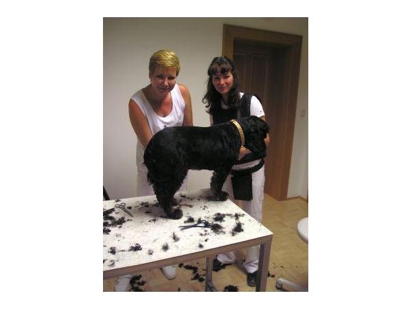 Bild 1 von Tierambulanz Kierling Mag Monika Reitner u MMag Susanna Stoll-Weber u Mag Julia Glattes