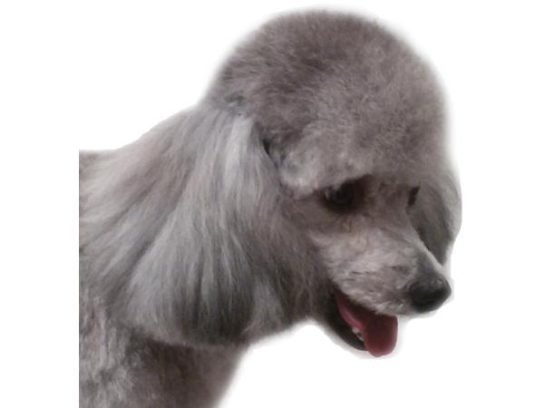 Bild 6 von SCHICK & G'SUND - Tierpflegesalon für Hunde u Katzen
