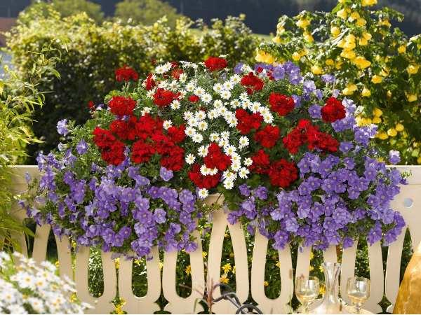Bild 112 von Gartenbau-Blumen Helmut Friedl