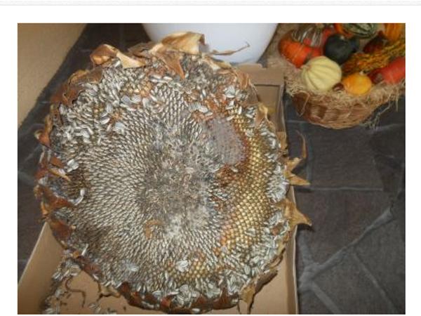 Bild 2 von Jöbstl Horst - Riesensonnenblume+Riesenkürbis