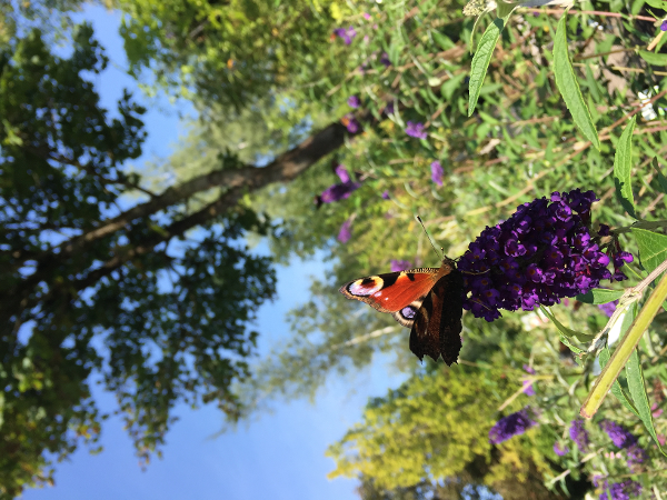 Bild 24 von Baumschule und Gartengestaltung Prötzner