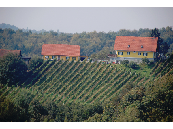 Bild 13 von Weingut - Gästehaus Birnstingl