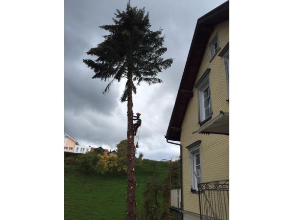Bild 9 von Berny Luger Holz und mehr