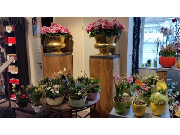 Bild 11 von Blumen Schonsky